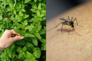 Mengusir Nyamuk dengan Bahan Alami: Solusi Ramah Lingkungan