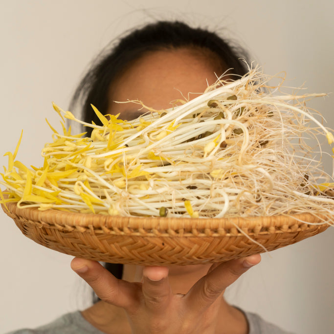 Mitos atau Fakta: Tauge dapat Meningkatkan Kesuburan?