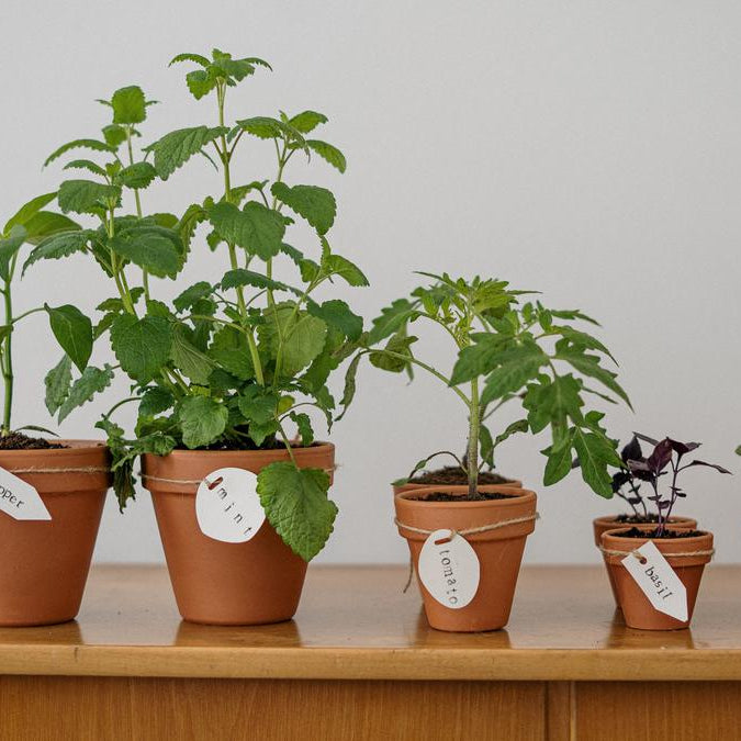 Tanaman Hias yang Berkhasiat: Kiat Memilih dan Menanam di Rumah