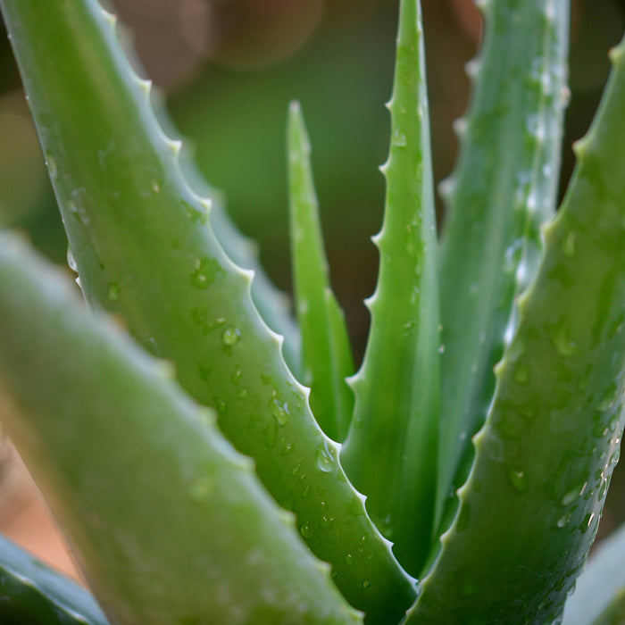 Aloe Vera: Rahasia Rambut Sehat Tanpa Perawatan Kimia