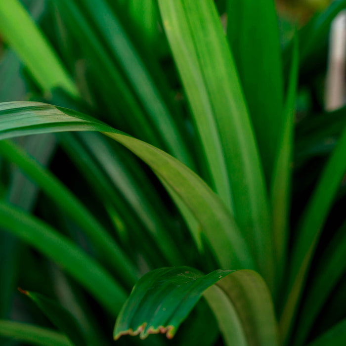 Aromaterapi Alami: Bagaimana Daun Pandan Membantu Relaksasi dan Tidur Nyenyak