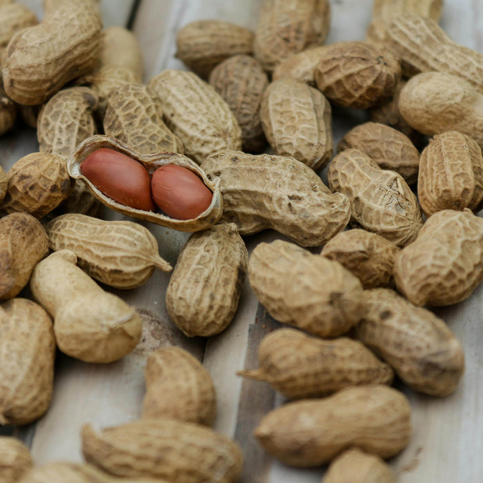 Alergi Kacang? Ini Alternatif Sumber Protein yang Aman dan Bergizi