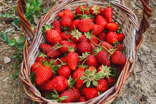 Stroberi: Si Merah Segar Penangkal Radikal Bebas