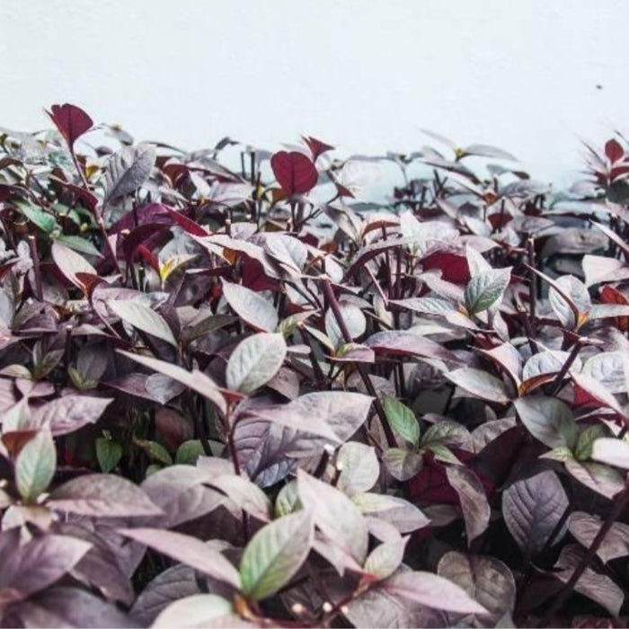 Anti-Kanker Alami: Daun Ungu sebagai Pelindung Tubuh