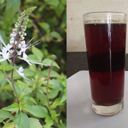 Tanaman Pekarangan yang Berharga: Menggali Manfaat Daun Kumis Kucing