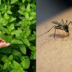 Mengusir Nyamuk dengan Bahan Alami: Solusi Ramah Lingkungan