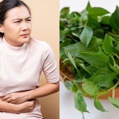 Kemangi: Lebih dari Sekadar Lalapan, Manfaat Ajaib bagi Kesehatan