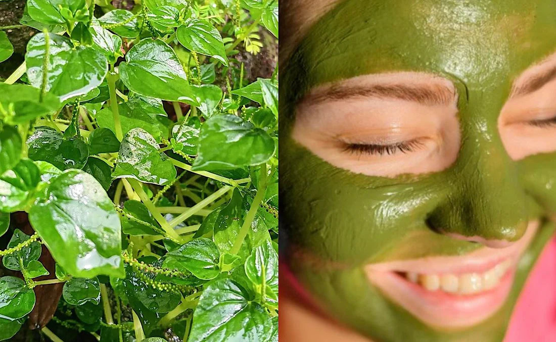 Daun Sirih Cina: Tanaman Liar dengan Segudang Khasiat untuk Kesehatan