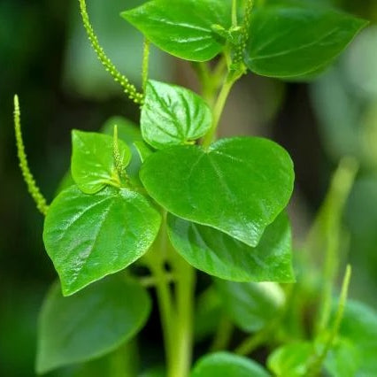 Manfaat Tersembunyi Sirih Cina: Sumber Antioksidan Alami